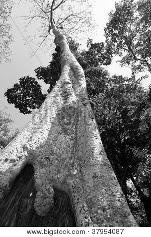 O altaneiro seda – Cotton Tree - Ta Prohm, Camboja