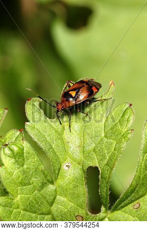 Deraeocoris Ruber Walking Across A Plant Leaf