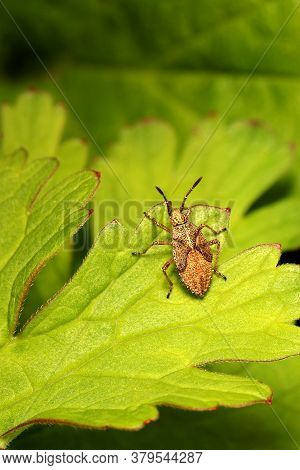 Cinnamon Bug Nymph (corizus Hyoscyami) On A Leaf.