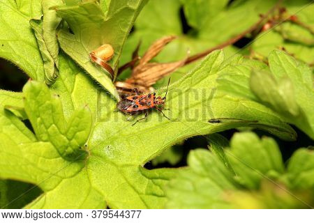 Cinnamon, Bug (corizus, Hyoscyami) In Among Leaves