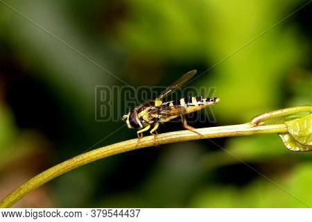 Hoverfly (sphaerophoria Scripta) Cleaning Itself On A Plant Stem.