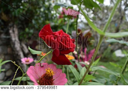 Red Rose Highlighted In The Colorful Garden