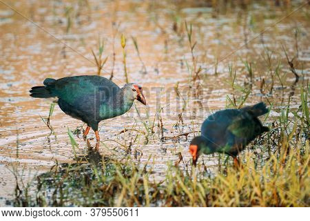 Goa, India. Two Grey-headed Swamphen Birds In Morning Looking For Food In Swamp. Porphyrio Polioceph