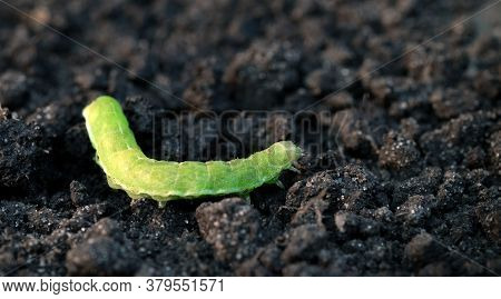 A Large Green Caterpillar Creeps On The Ground. Selective Focus.