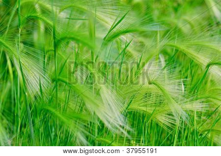 Green Grass