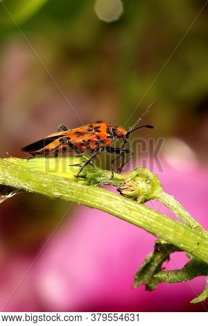 Cinnamon, Bug, (corizus, Hyoscyami), On Plant Stem It Has Been Feeding From.