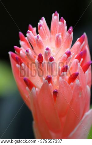 Red Orchid Flower. Exotic Tropical Flower On A Background. Close-up Macro Photo.