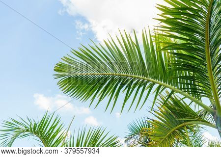 palm tree isolated on white background