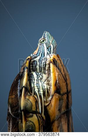 Side View Pet Turtle Red-eared Slider Or Trachemys Scripta Elegans Hides Its Head Under The Shell Cl