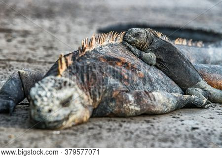 Galapagos Islands animals. Iguanas lying in the sun on rock. Marine iguana is an endemic species in Galapagos Islands. Animals, wildlife and nature of Ecuador. Young and mature iguana.
