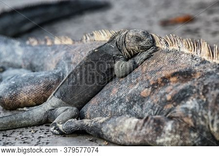 Galapagos Islands animals. Iguanas lying in the sun on rock. Marine iguana is an endemic species in Galapagos Islands. Animals, wildlife and nature of Ecuador. Young and mature iguana.