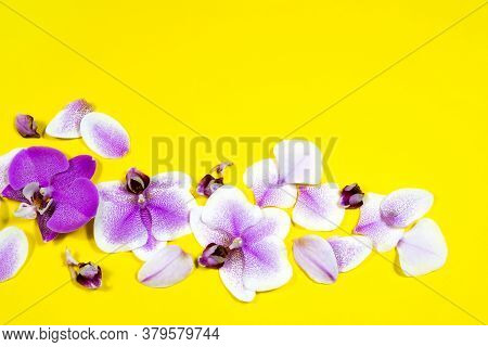 Purple Orchid Flowers In A Row On Yellow Background. Tropical Floral Banner, Poster, Card Compositio