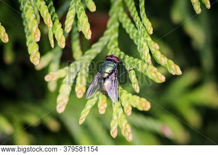 Macro Of A Fly On A Plant