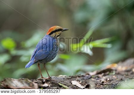 Adult Male Blue Pitta (hydrornis Cyaneus), Low Angle View, Side Shot, In The Morning Standing Upon T