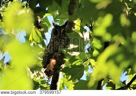 Long-eared Owl Sits On A Branch In A Plantane