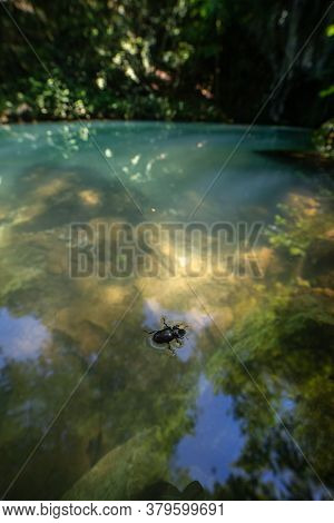 Bug In Water At Krupajsko Vrelo (the Krupaj Springs) In Serbia, Beautiful Water Spring With Waterfal