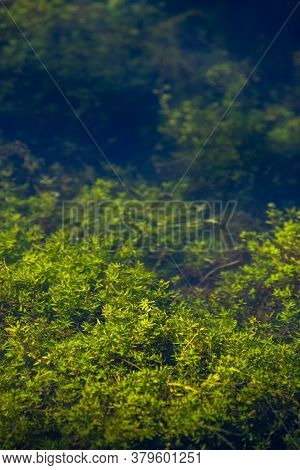 Aquatic Plants In Clear Water At Krupajsko Vrelo (the Krupaj Springs) In Serbia, Beautiful Water Spr