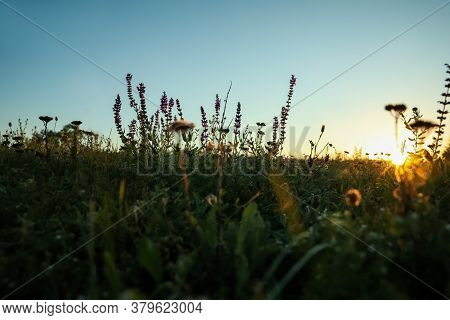 Beautiful Wild Flowers In Field At Sunrise. Early Morning Landscape