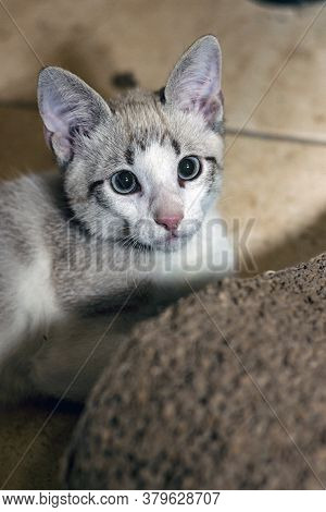 Cat Curiously Peeking Out From Behind A Cardboard