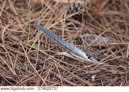 A Bird Feather Lying On The Field