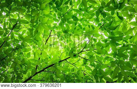 Green Leaves Outdoors Forest Nature In Day