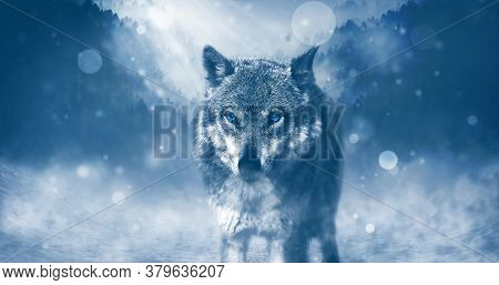 White Wolf Starring Eyes In Snowy Region