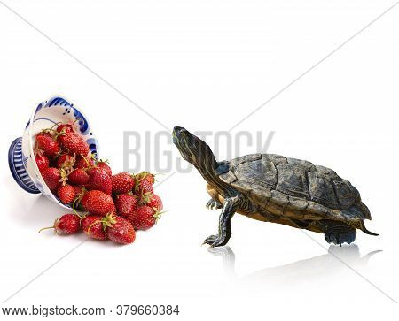 Red-eared Slider Turtle Trachemys Scripta Elegans Stands At An Inverted Plate With Strawberries, Iso