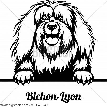Bichon-lyon - Peeking Dogs - Breed Face Head Isolated On White