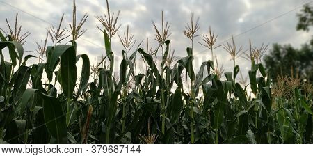 Young Corn Flower. Flowering Corn. Corn Field Against The Backdrop Of Dramatic Gray Cumulus Clouds. 