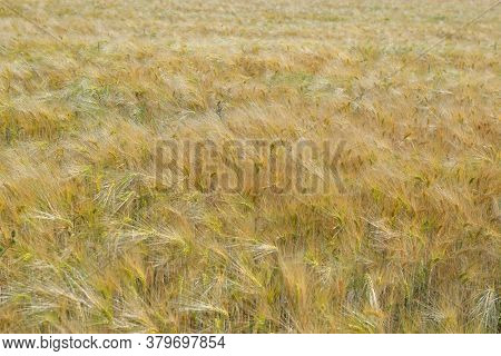 Background Textured Of Golden Cereal Growing In A Field