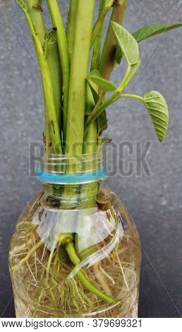 Ipomoea Aquatica Is A Semi-aquatic, Tropical Plant Grown As A Vegetable For Its Tender Shoots And It