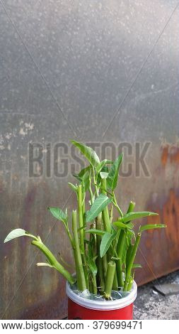 Ipomoea Aquatica Is A Semi-aquatic, Tropical Plant Grown As A Vegetable For Its Tender Shoots And It