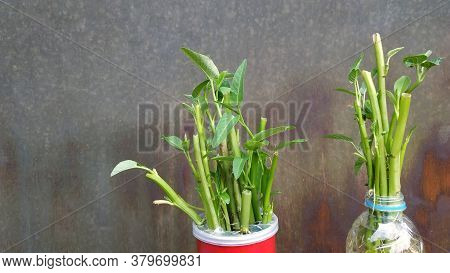 Ipomoea Aquatica Is A Semi-aquatic, Tropical Plant Grown As A Vegetable For Its Tender Shoots And It