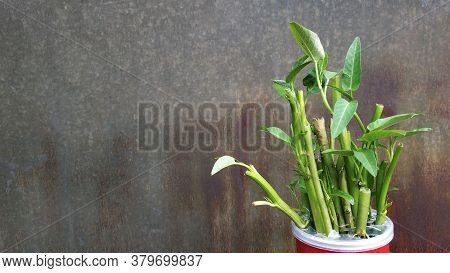 Ipomoea Aquatica Is A Semi-aquatic, Tropical Plant Grown As A Vegetable For Its Tender Shoots And It