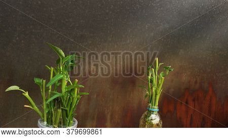 Ipomoea Aquatica Is A Semi-aquatic, Tropical Plant Grown As A Vegetable For Its Tender Shoots And It