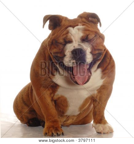 Bulldog gør sjovt ansigt