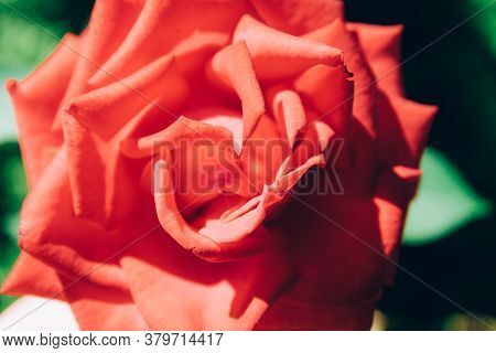Close Up Of Garden Rose. Beautiful Red Rose On The Branch In The Garden.