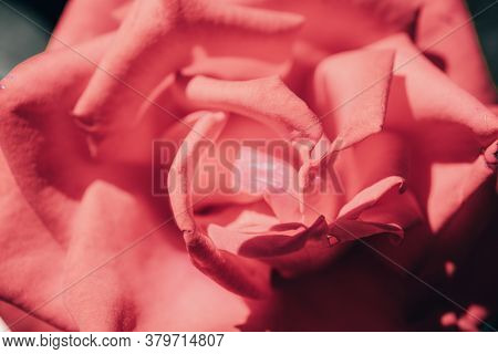 Close Up Of Garden Rose. Beautiful Red Rose On The Branch In The Garden.