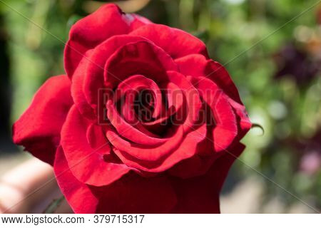 Close Up Of Garden Rose. Beautiful Red Rose On The Branch In The Garden.