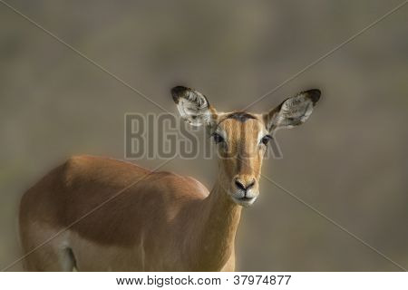 Impala antilope