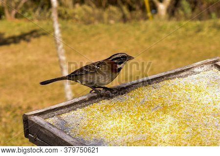 Small Free Bird On A Feeder In The Middle Of Nature