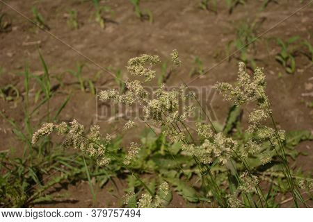 Dactylis Glomerata, Also Known As Cock's Foot, Orchard Grass, Or Cat Grass