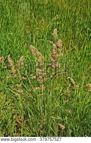 Dactylis Glomerata, Also Known As Cock's Foot, Orchard Grass, Or Cat Grass