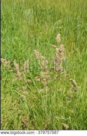 Dactylis Glomerata, Also Known As Cock's Foot, Orchard Grass, Or Cat Grass