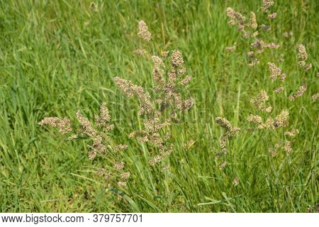 Dactylis Glomerata, Also Known As Cock's Foot, Orchard Grass, Or Cat Grass