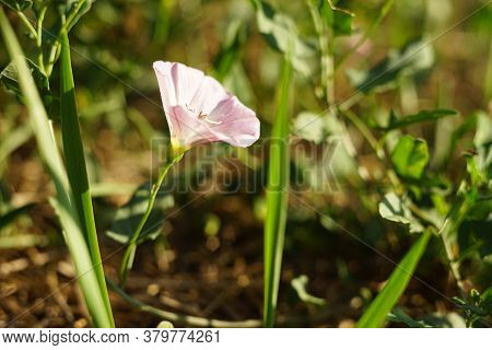 Macro Birch Bindweed Smallflower Grow In The Sunny Garden