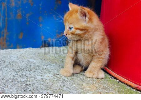 Cute Little Ginger Kitten Sitting And Looking To The Left. Stray Kitten Outdoors. Animals, Animals D