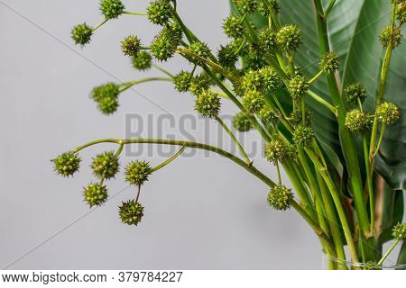 Green Strelitzia Leaves And European Bur Reed Or Sparganium Emersum In Glass Vase On Gray Background