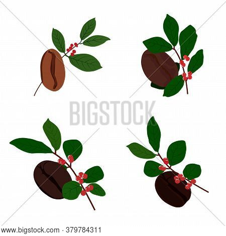 Vector Stock Illustration Of The Degree Of Roasting Of Coffee Beans. Close-up Of Coffee. Concept Of 