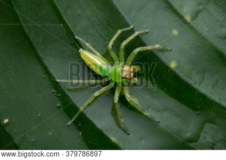 A Dorsal View Of A Green Jumping Spider (epeus Flavobilieatus) From Family Salticidae